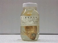 藏品(大眼鯛)的圖片
